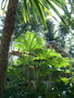 vignette Cordyline australis et tetrapanax