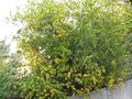 vignette Poncirus trifoliata au 29 09 09