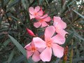 vignette Nerium oleander grande fleur rose simple au 29 09 09