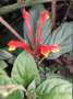 vignette Scutellaria costaricana