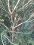 vignette Melaleuca ericifolia