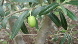 vignette olive bretonne