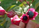 vignette 2eme floraison du clorodendron en automne les graines