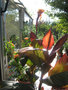 vignette Canna Durban