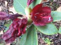 vignette Rhododendron Impy vue1 qui remonte au 02 10 09
