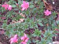 vignette Azalea japonica fleurs doubles roses au 02 10 09
