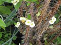 vignette Euphorbia millii blanche au 02 10 09