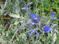 vignette Salvia jamensis ardoise bleue vue 1 au 02 10 09