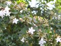 vignette Abelia grandiflora au 02 10 09