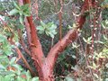 vignette Arbutus andrachnoides et son magnifique tronc au 02 10 09