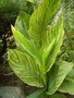 vignette Canna pretoria