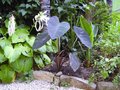 vignette Colocasia esculenta black magic