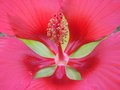 vignette Hibiscus coccineus