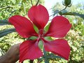 vignette Hibiscus coccineus