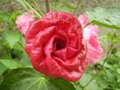 vignette Hibiscus moscheutos (bouton)