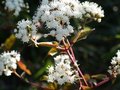 vignette eupatorium rugosum 