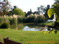 vignette Cortaderia selloana