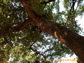 vignette Quercus lanuginosa