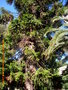 vignette Araucaria bidwillii   circonference 3 m