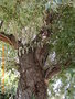 vignette Eleagnus angustifolia (olivier de Bohme )