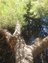 vignette Pinus halepensis