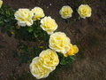 vignette Rosier  fleurs jaunes