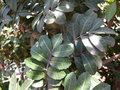 vignette RHUS terebinthifolia rboles arbustos raros