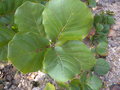 vignette Quercus coccolobifolia.(Merci à T.L.)