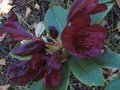 vignette Rhododendron impy qui remonte au 05 10 09