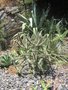 vignette Cylindropuntia spinosior ou