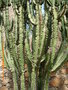 vignette Euphorbia ingens ?