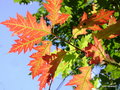 vignette Quercus rubra,  chne rouge d'Amrique (fagace)