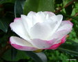 vignette Camlia ' ko-gyoku ' camellia sasanqua, odorant,  varit  confirmer  ?