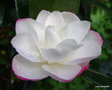 vignette Camlia ' ko-gyoku ' camellia sasanqua, odorant,  varit  confirmer  ?