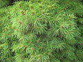 vignette Picea glauca albertiana conica