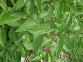 vignette Cornus sericea