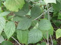 vignette Rubus lasiostylus