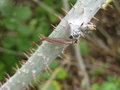 vignette Rubus lasiostylus