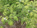 vignette Rubus lasiostylus hubeiensis