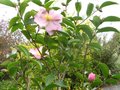 vignette Camelia sasanqua plantation pink au 08 10 09