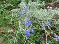 vignette Salvia jamensis ardoise bleue au 08 10 09