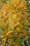 vignette Koelreuteria paniculata 'Fastigiata' en automne