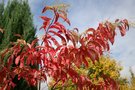 vignette Oxydendron arboreum en automne