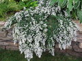 vignette aster ericoides prostatus snow flurry