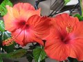 vignette Hibiscus rosa sinensis au 09 10 09