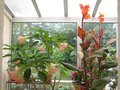 vignette Canna durban et brugmansia rose