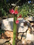 vignette Borzicactus samaipatanus = Cleistocactus samaipatanus