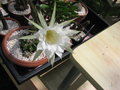 vignette echinopsis subdenudata