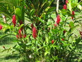 vignette alpinia purpurata ou Opuhi