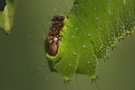 vignette Actias sinensis - chenille dtail (Papillon)